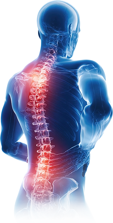 Spinal Cord Image