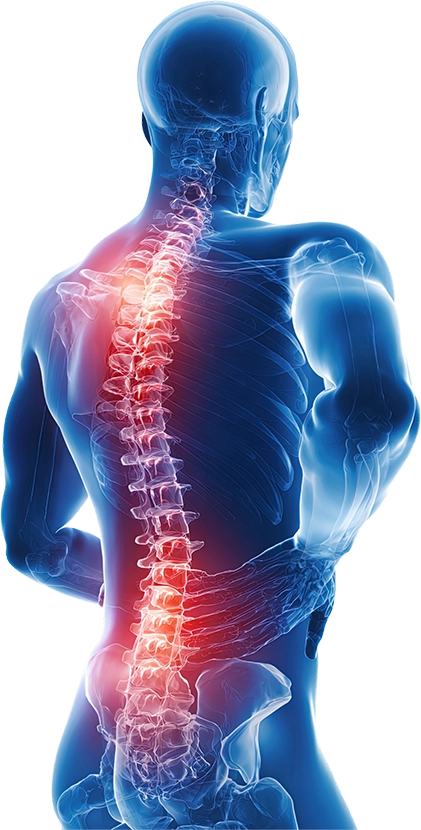spinal cord